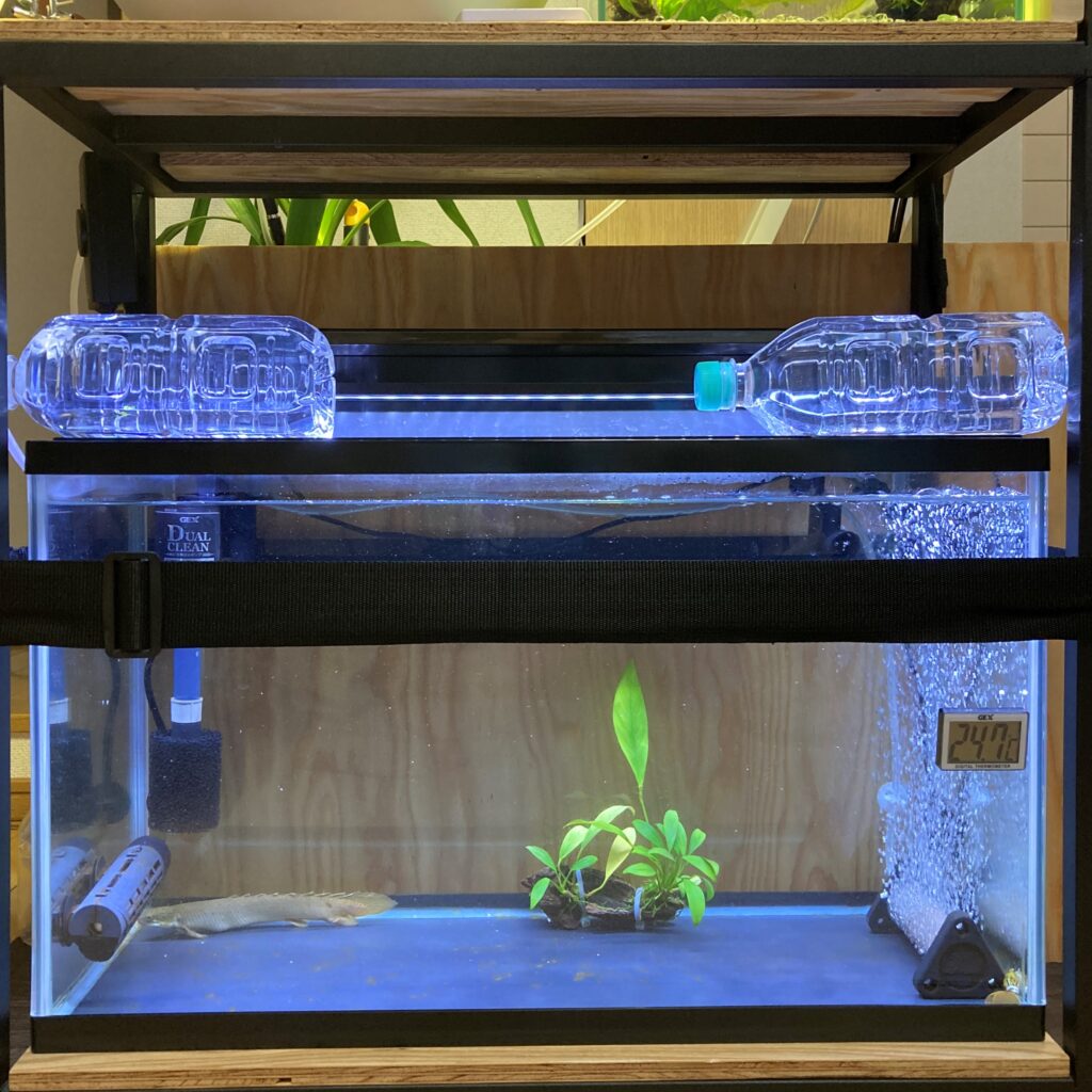 60cmガラス水槽➕海水魚用上部濾過器 - 魚用品/水草